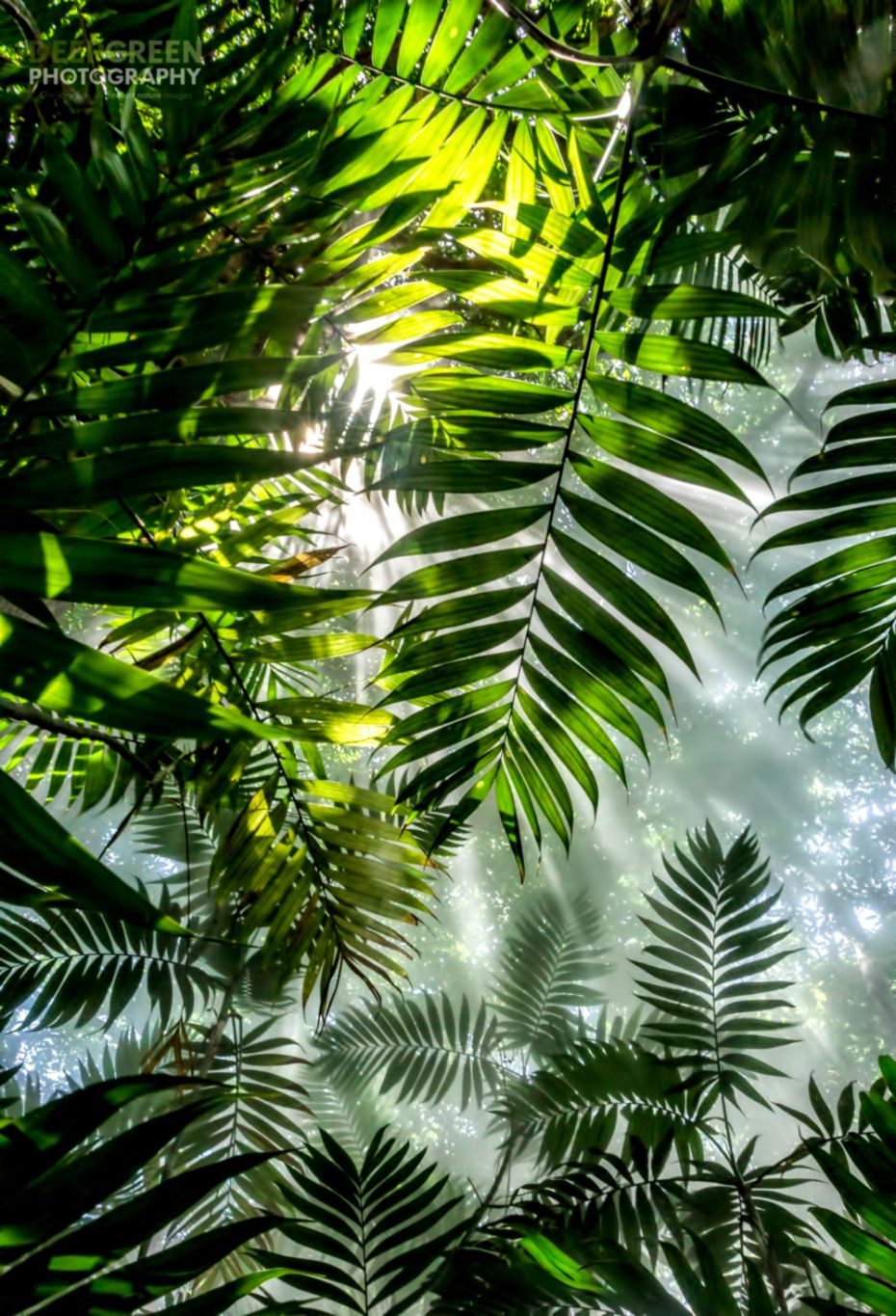 Art of Nature — Deep Green Photography