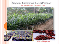 Cara Budidaya Jahe Merah Dalam Polybag Yang Baik & Benar