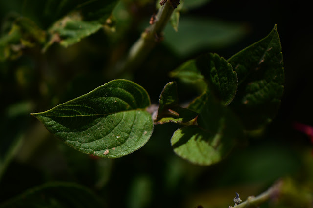 Salvia elegans foliage