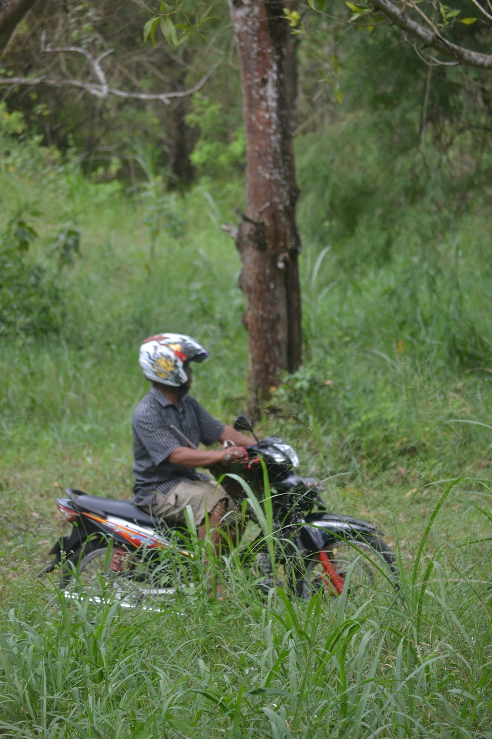 KP3 BURUNG FORESTATION UGM: Wanagama (Petak 13)
