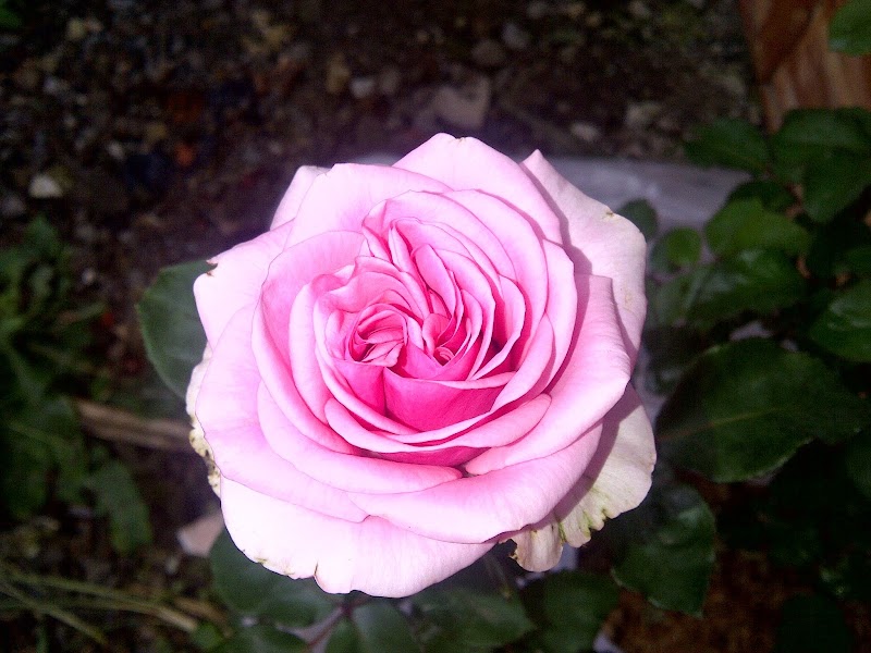 17+ Bunga Mawar Pink