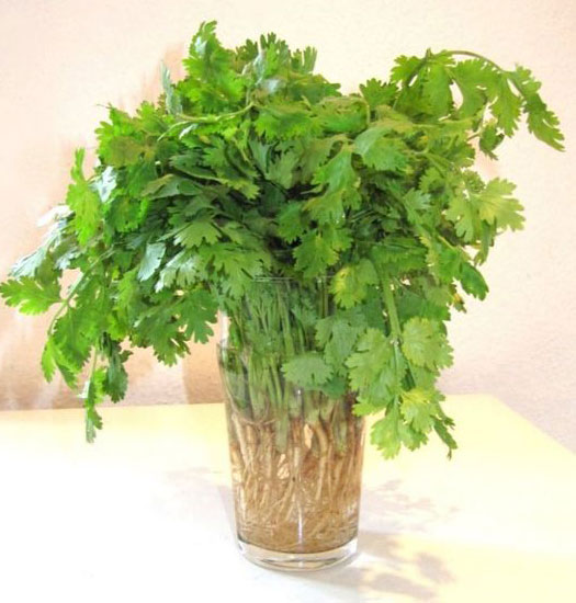 Health Benefits of Parsley - Health and Fitness