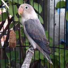 Jenis Mutasi Warna Lovebird Euwing Beserta Ciri Ciri Harga Dan Gambar Terbaru Lovebirdseo