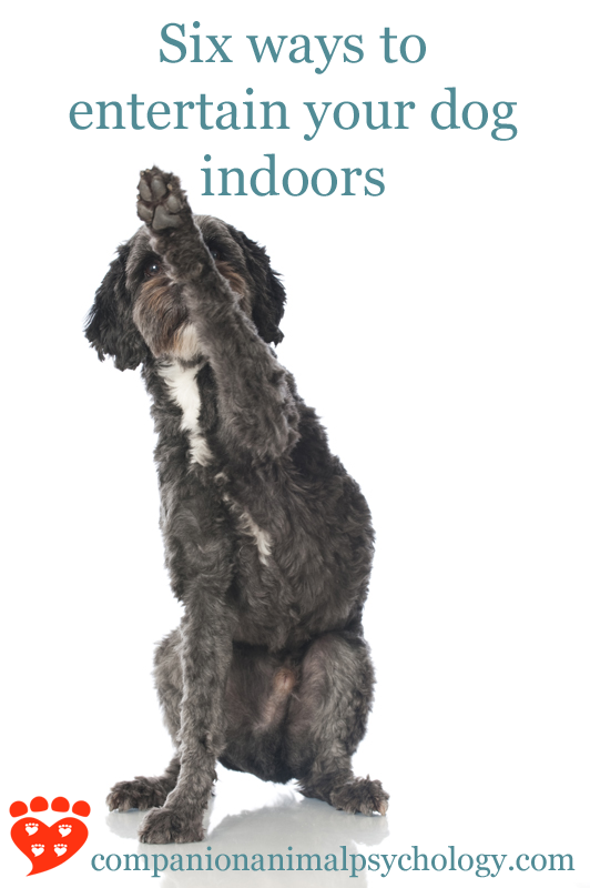 Six Ways to Entertain Your Dog Indoors