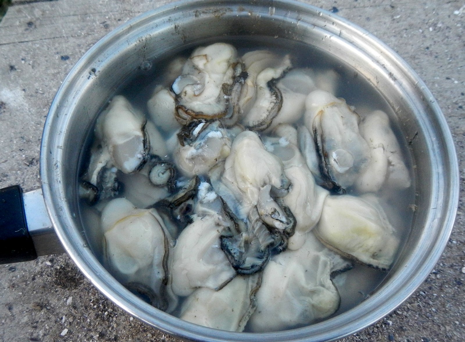 Licorice Allsorts Oyster Farming... At Lemon Tree Passage