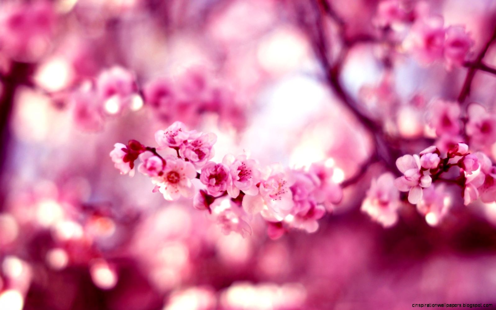 sakura flower focus cherry motion blur bokeh hd wallpaper spring