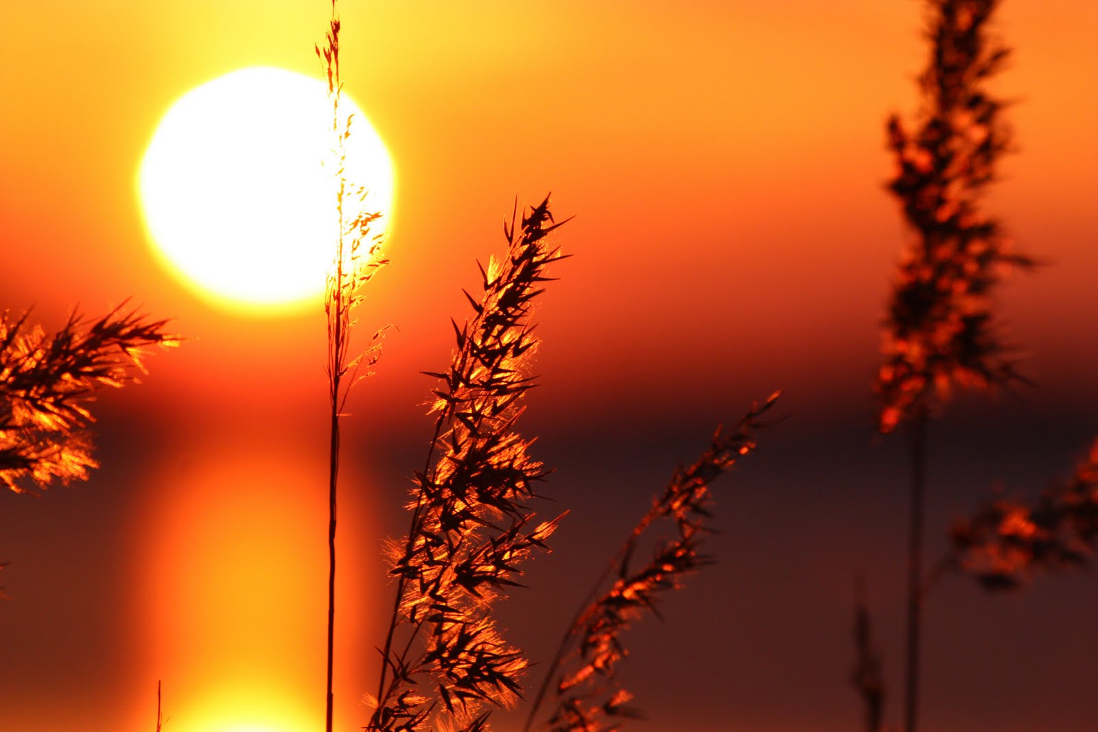regrund-free-images-vacker-solnedg-ng-regrund