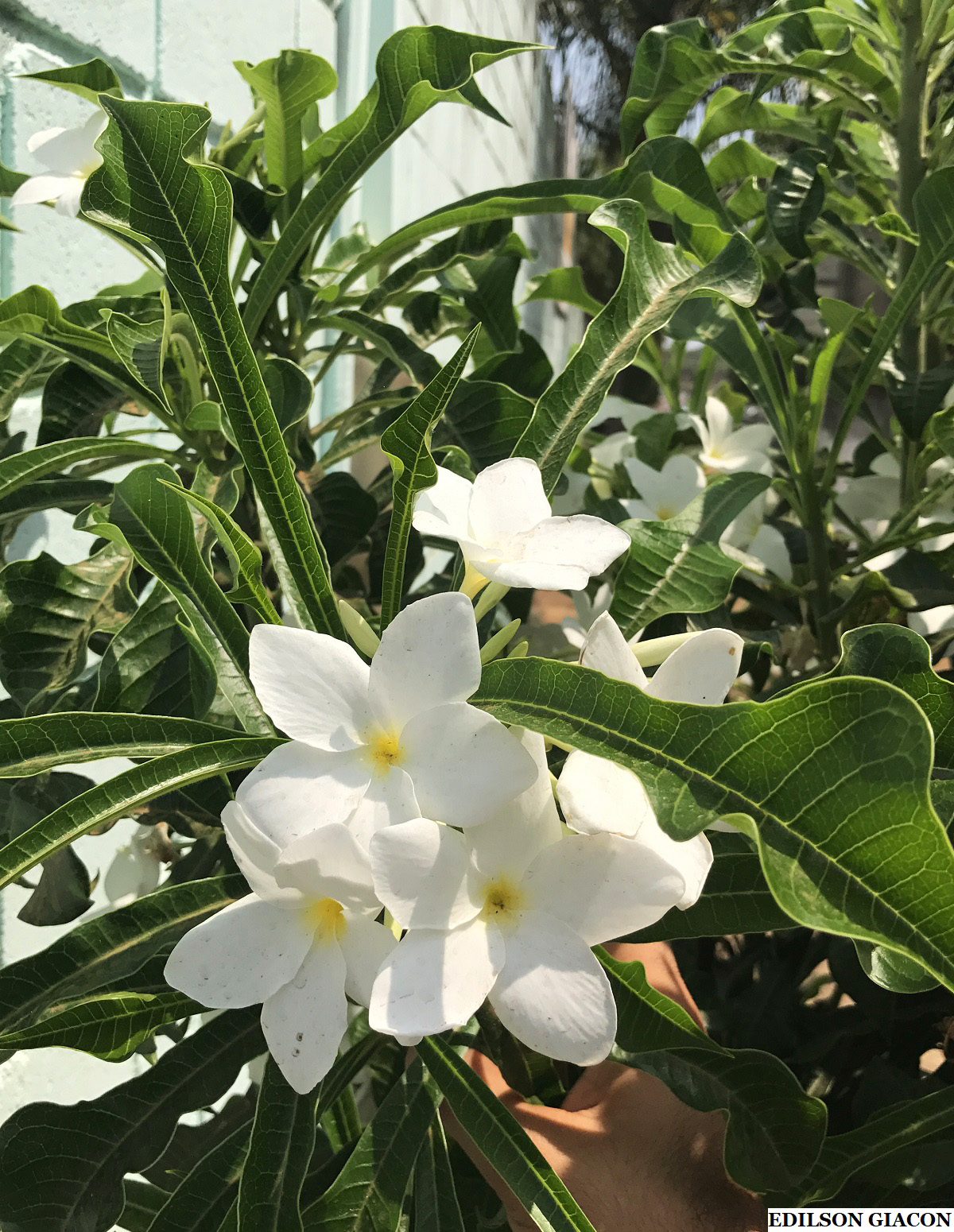 Viveiro Ciprest - Plantas Nativas e Exóticas: Jasmim do Caribe ou da  Venezuela ( Plumeria pudica )