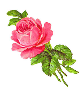 pink rose clip art rose flower image botanical art printable