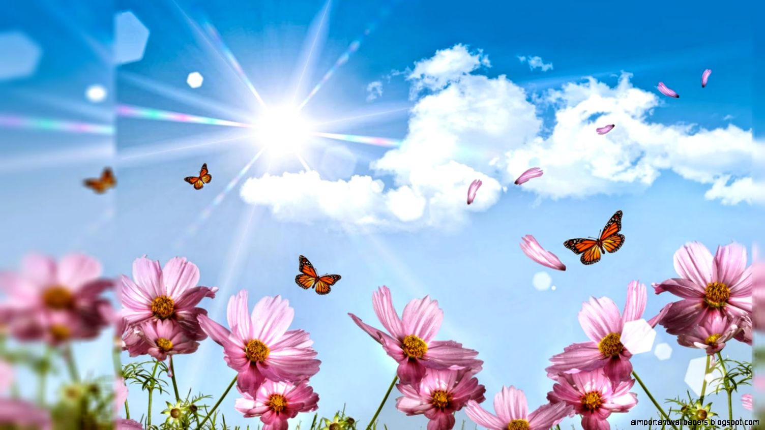 flowers wallpaper desktop