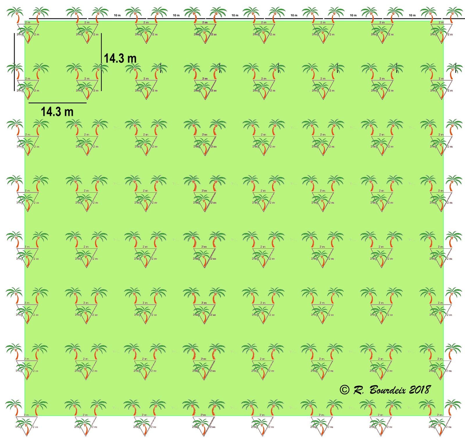 Coconut planting material for the Pacific region Planting designs