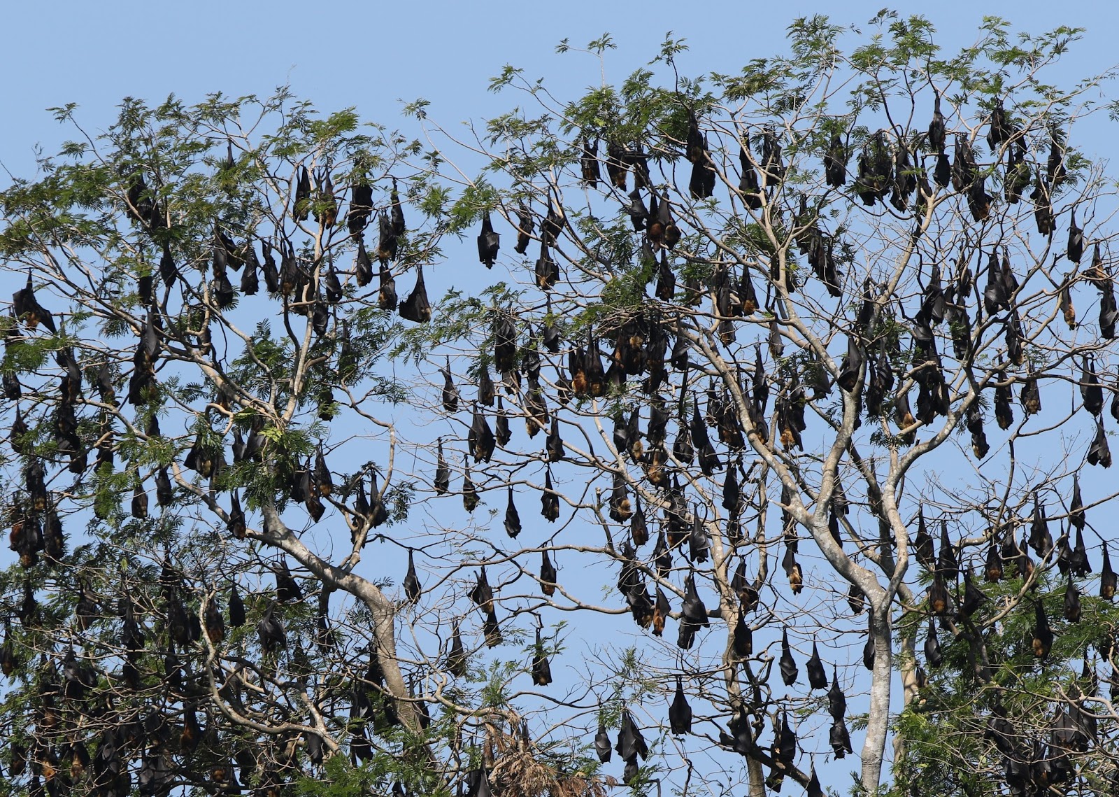 Murfs Wildlife Flying Foxes