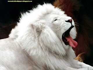 Amazing White Lion Wallpapers For Desktop, Mac, Mobile, Android