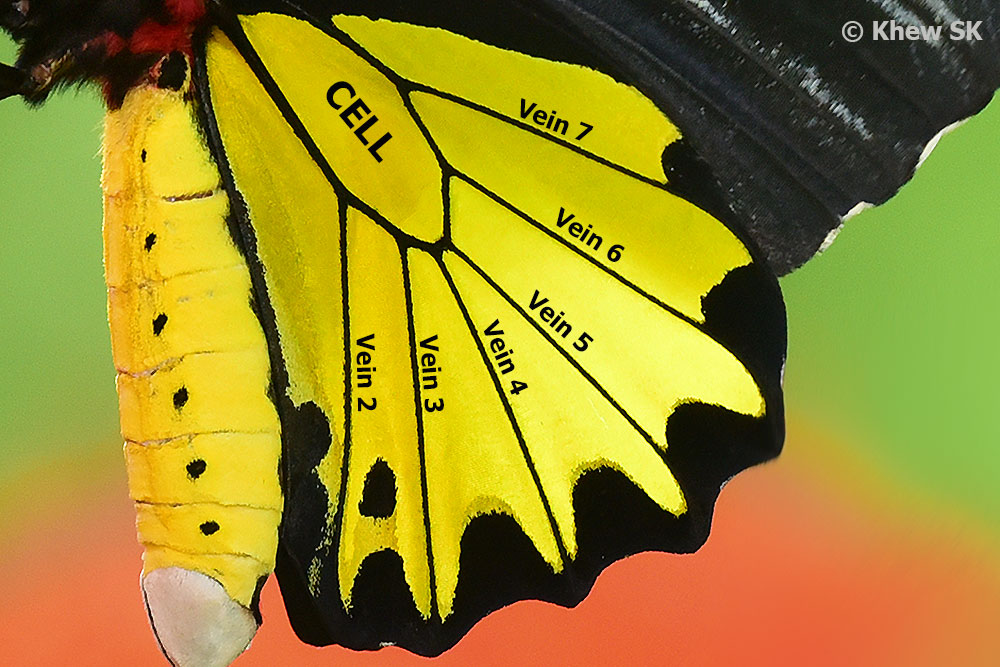 Butterflies of Singapore Butterfly Anatomy Part 2