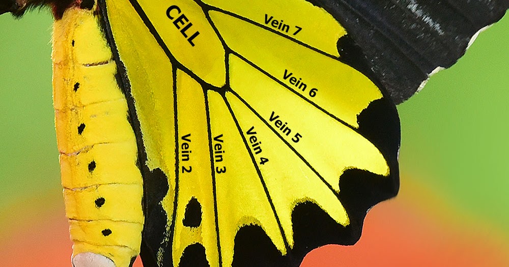 Butterflies of Singapore: Butterfly Anatomy : Part 2