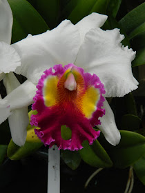 Cattleya labiata var. semi-alba at Orchid World Barbados by garden muses-not another Toronto gardening blog