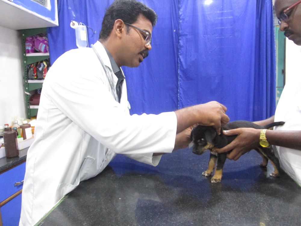 ARUNACHALA GRACE Hearty Paws Pet Clinic Tiruvannamalai