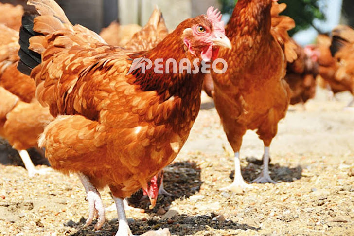 Cara Ternak Ayam Petelur Rumahan Agar Menguntungkan