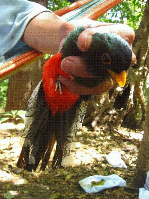 Elegant Trogon elegans birdwatching nature tours Nicaragua