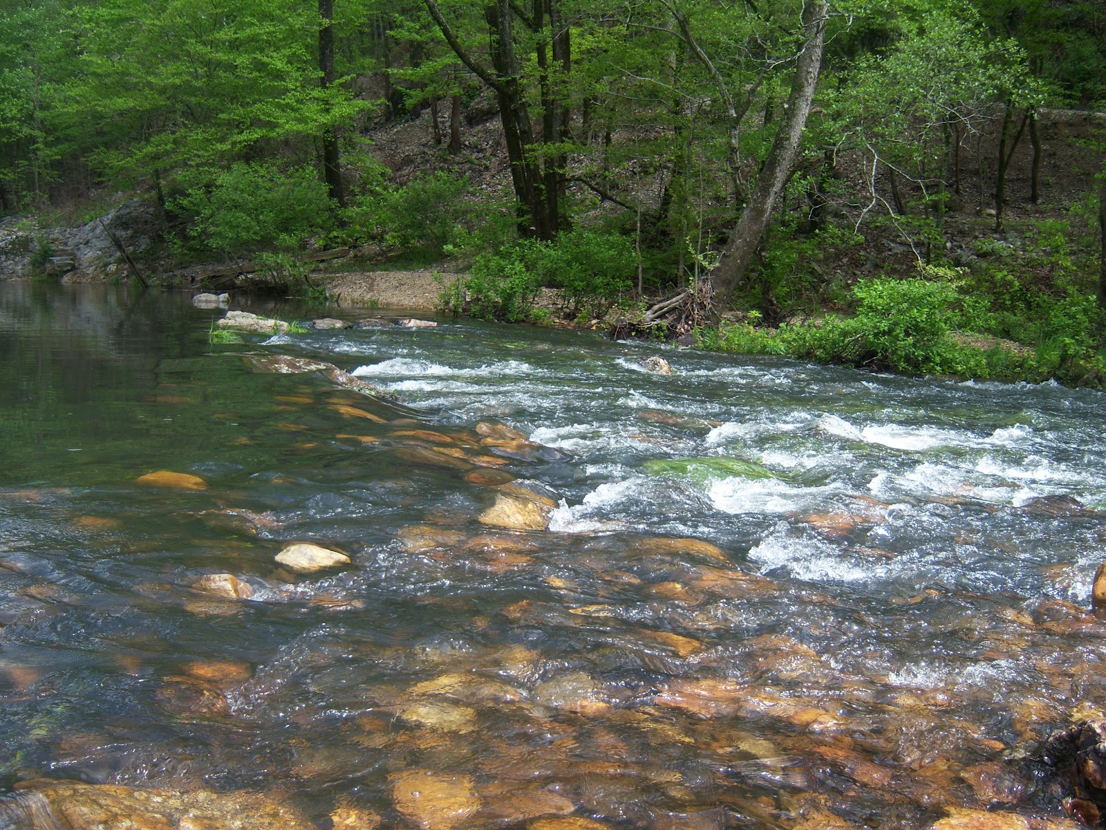 Chicagoland Greenery Shady Lake in Ouachita National Forest, Arkansas