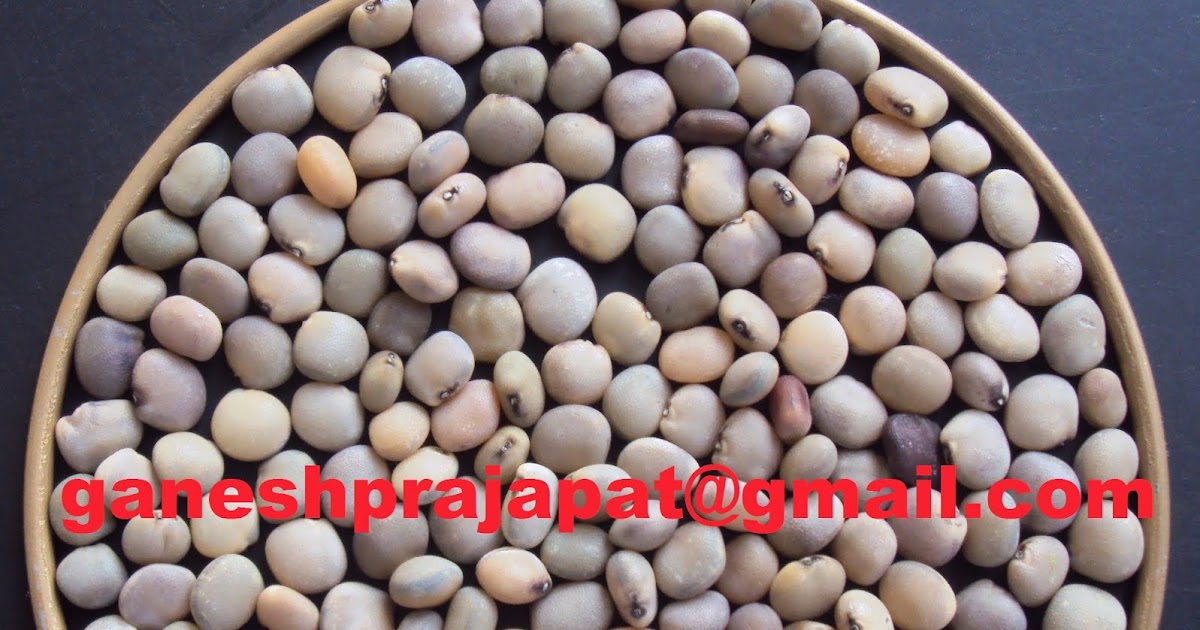 GUAR GUM INFORMATION AND GUAR GUM CULTIVATION IN INDIA Guar remained