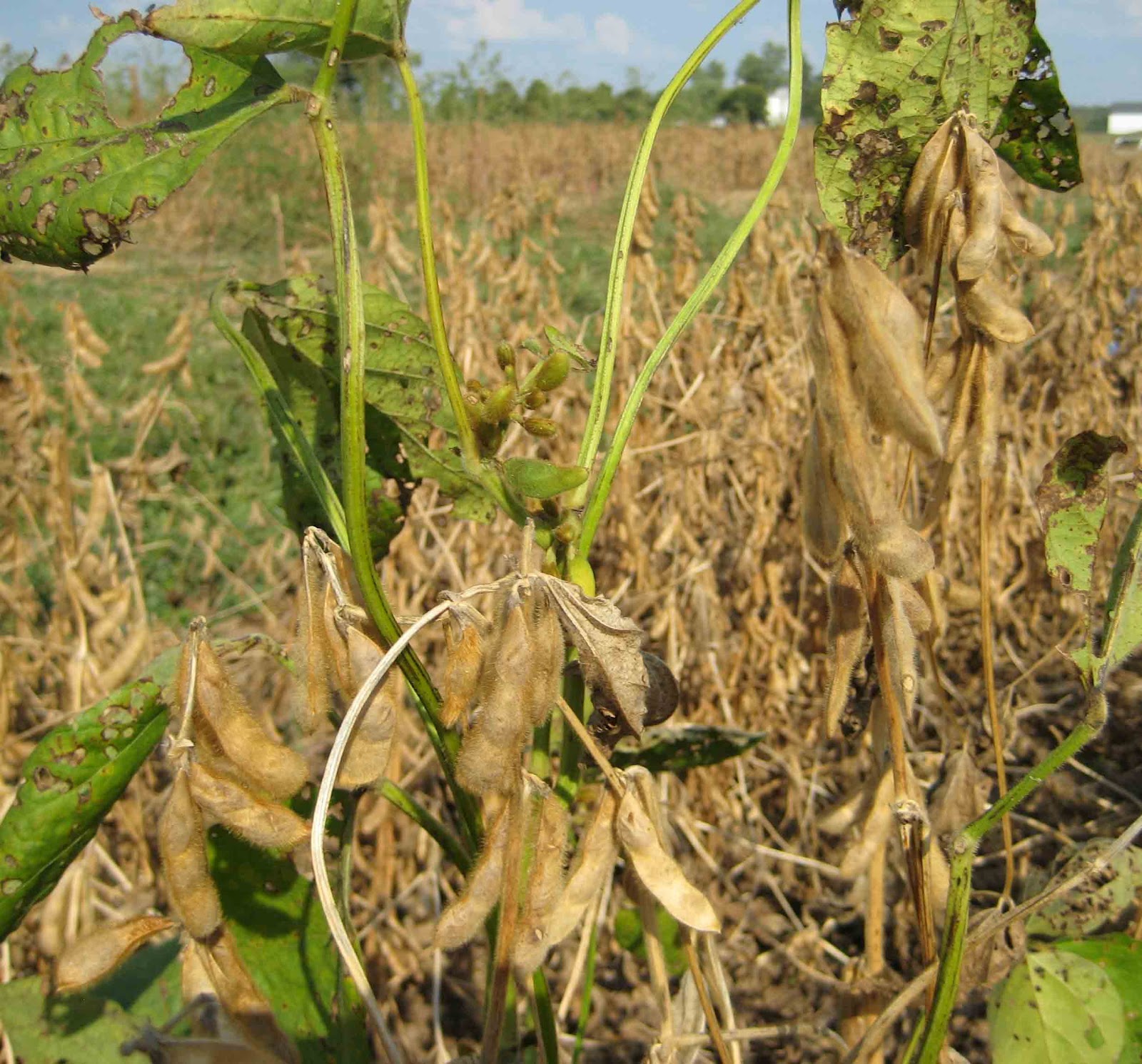 Grain Crops Update Soybean Green Stem Syndrome Complicates Harvest