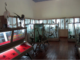 Museo de Historia Natural - UNSAAC