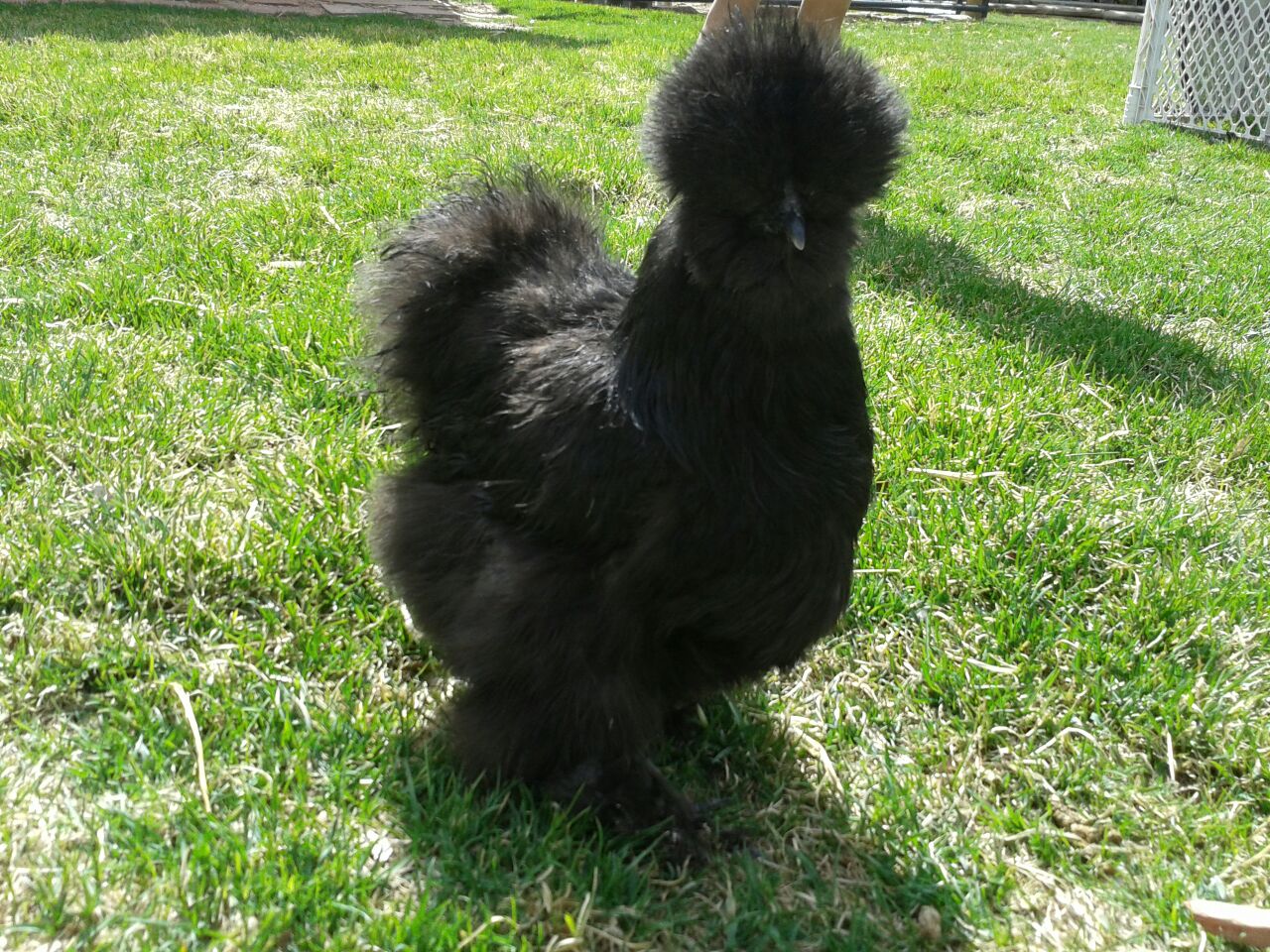 Colorado Foothills Silkie Chicks and Eggs BREEDING STOCK