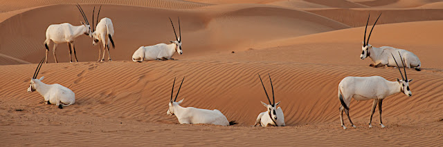 Wildlife in Dubai