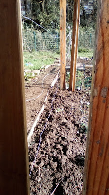 Grow your own raspberries The 80 Minute Allotment Green Fingered Blog