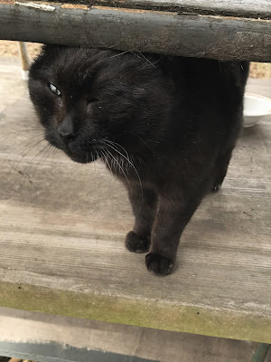 Sweetie rubs on all kinds of things but not me, because The PO'M gets jealous!