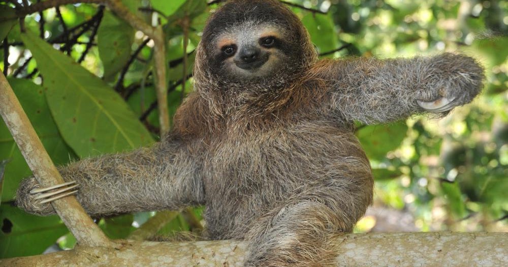 Purple Goddess in Frog Pyjamas: Life in Slow Motion: My Power Animal is