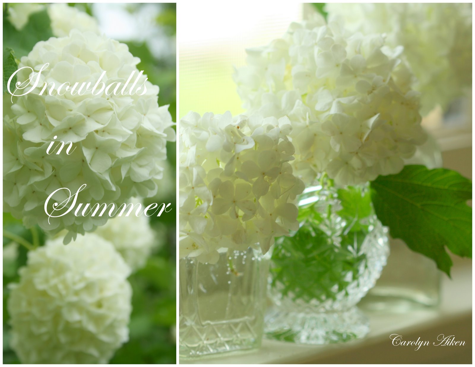 Aiken House & Gardens Playing with Snowballs