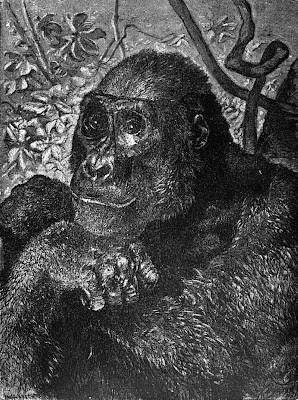 Gorilla