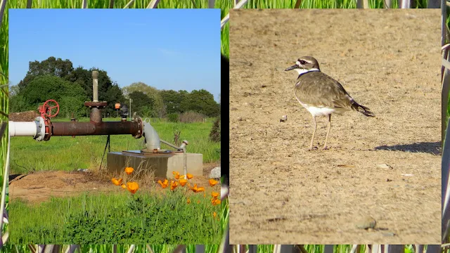Wildfowers and kildeer bird at Langetwins Winery in Lodi