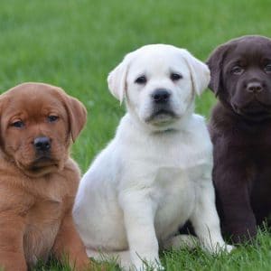 puppies-300x300.jpg
