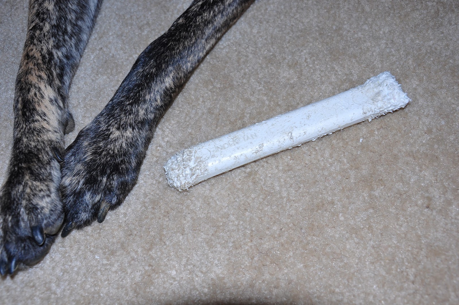 Leopold's Crate Nylabones for dogs who love to chew.