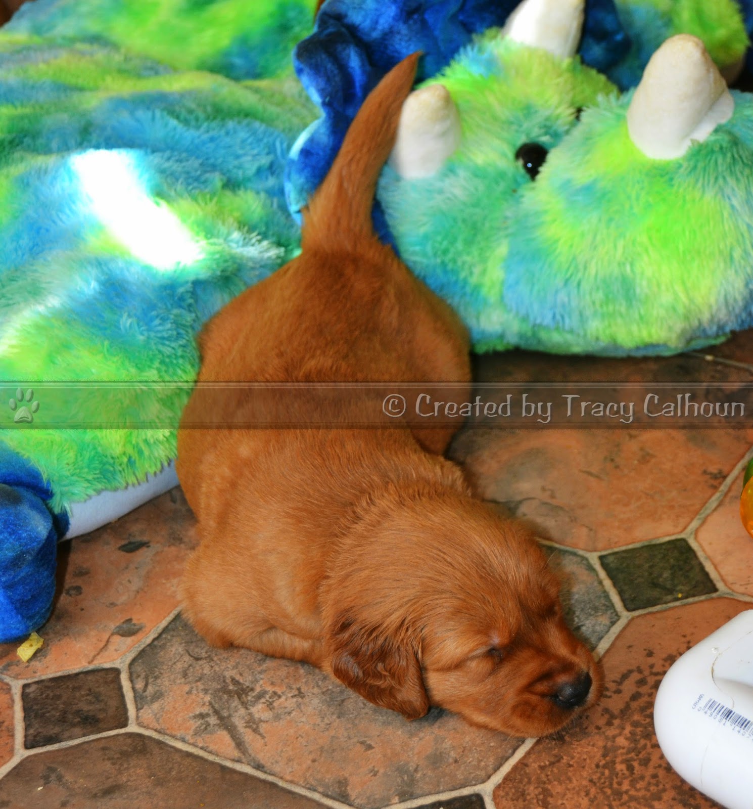 Puppy Tails.....The Adventures of a Puppy Midwife