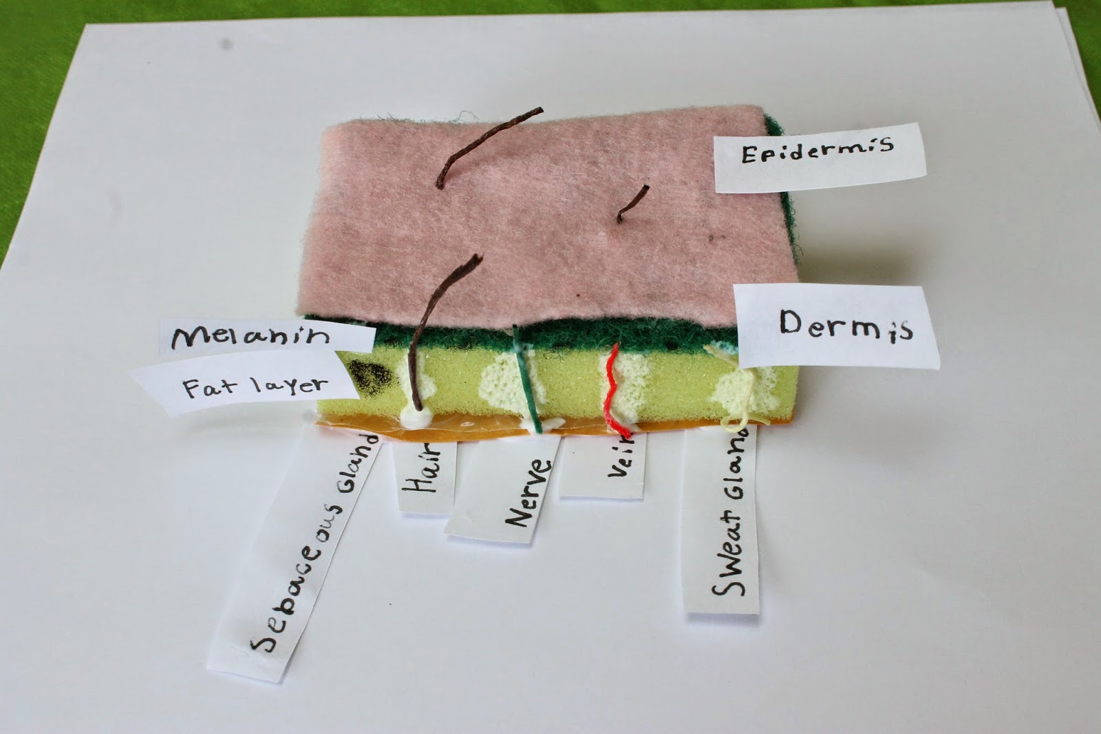 You want to learn about What??: Human Anatomy-Skin