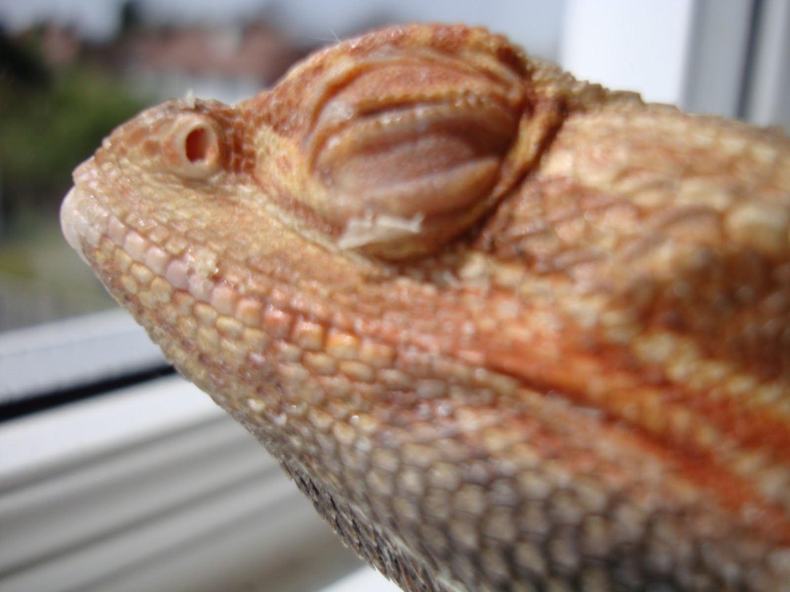 calcium-deficiency-bearded-dragon.jpg