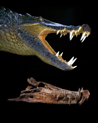 Fossil hunters unearth galloping, dinosaur-eating crocodiles in Sahara