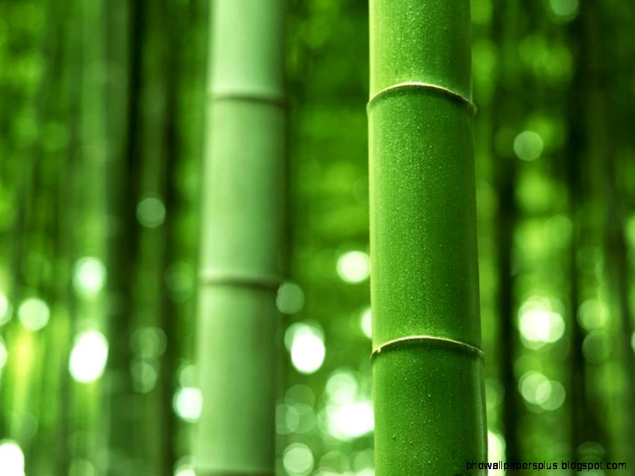 744825 bamboo wallpaper