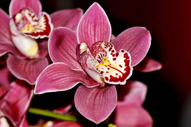 The beauty of orchids 1