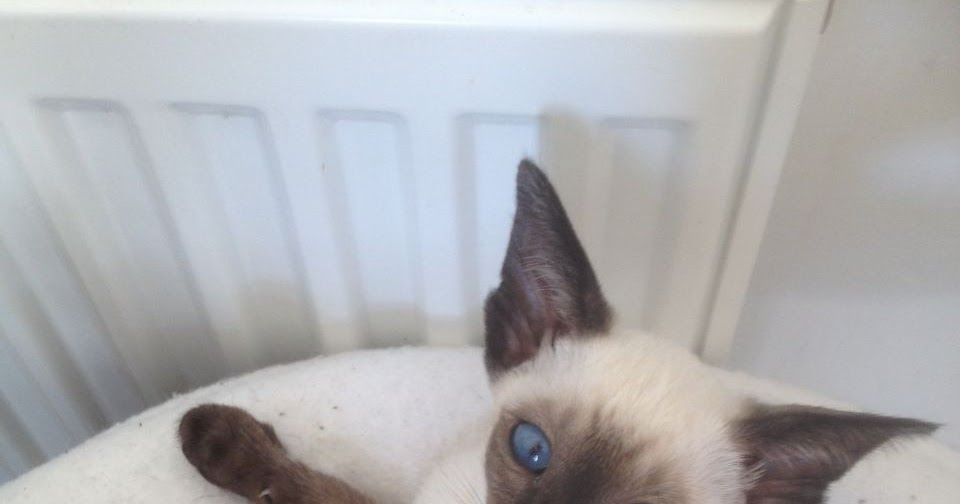 The Kuwait Cats and kittens Adoption and sales email us at