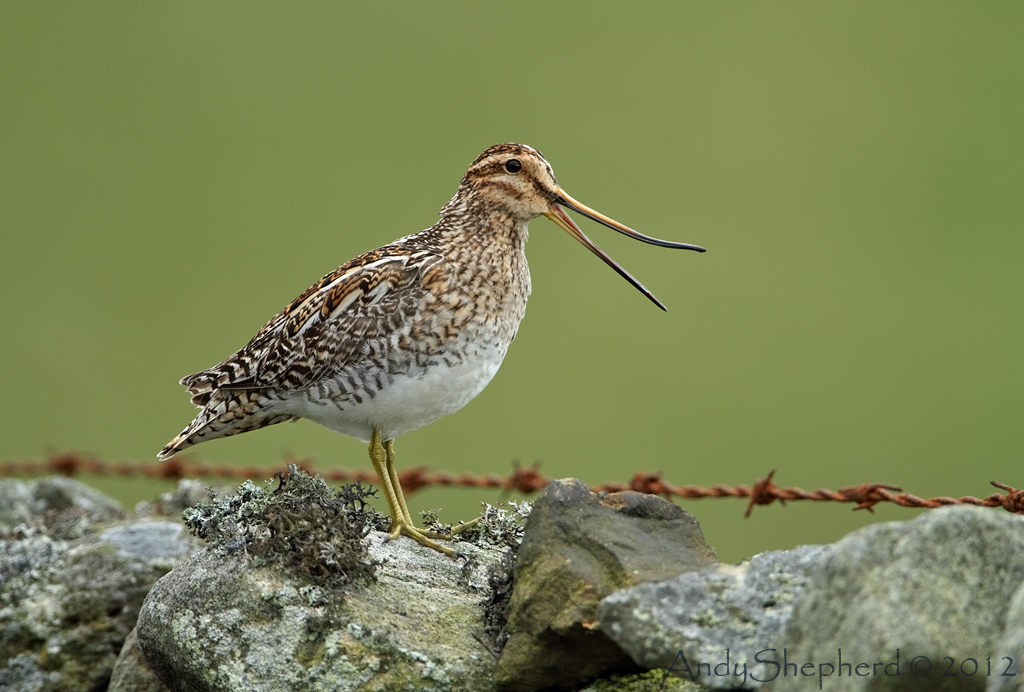 snipe time jbidwatcher snipe time jbidwatcher