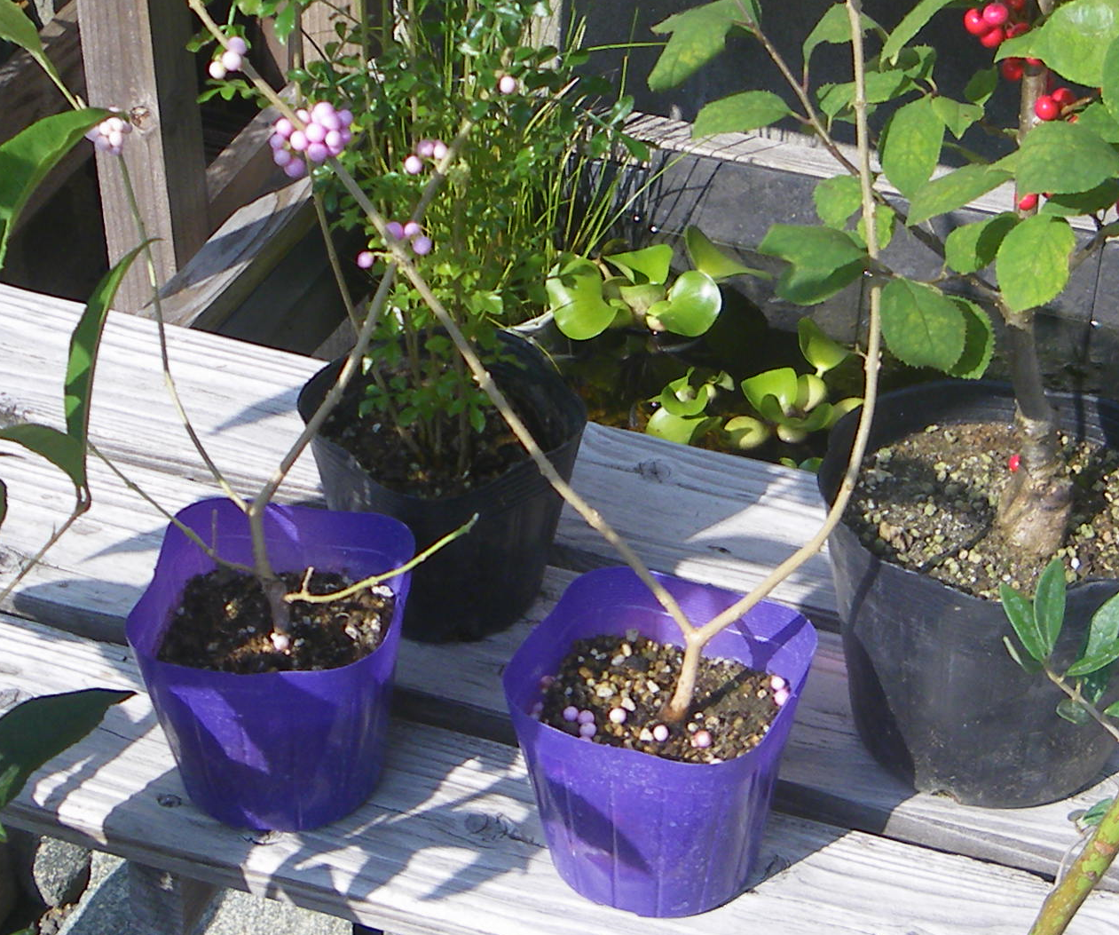 紫式部 ムラサキシキブ の鉢植えの育て方 苗木の植え付け編 メダカの大工