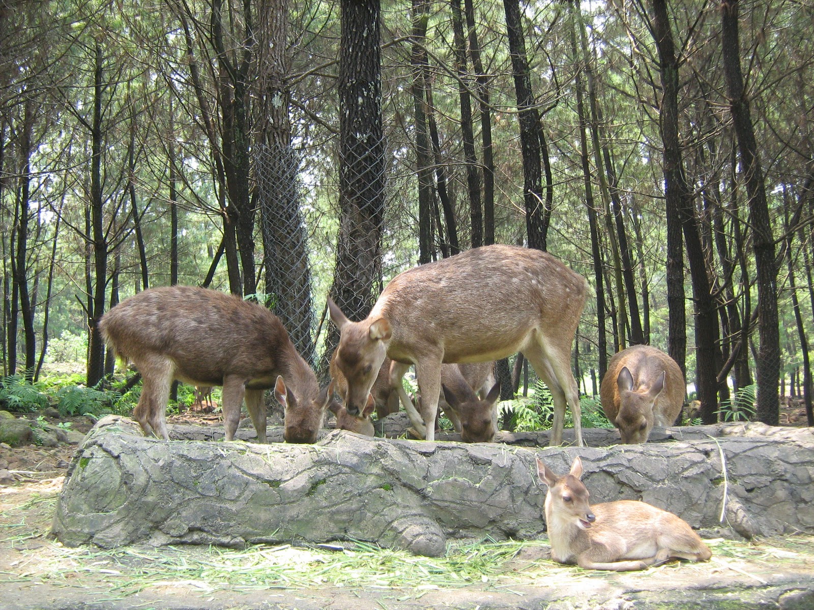Taman Safari @ Malang, Jatim. | JAF Picture