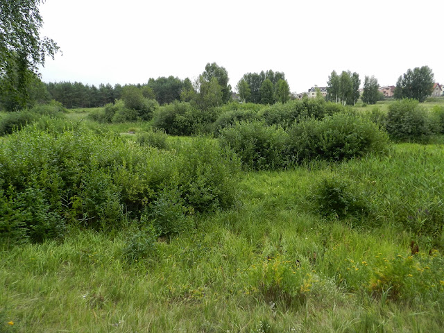 Пойма реки Миасс на Монахах