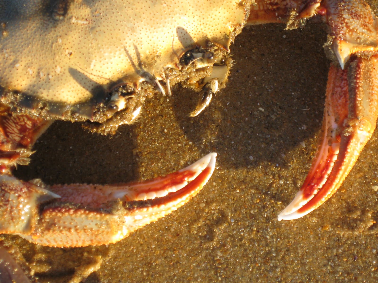 Robin's Double Life Moulting crabs, lizards and snakes
