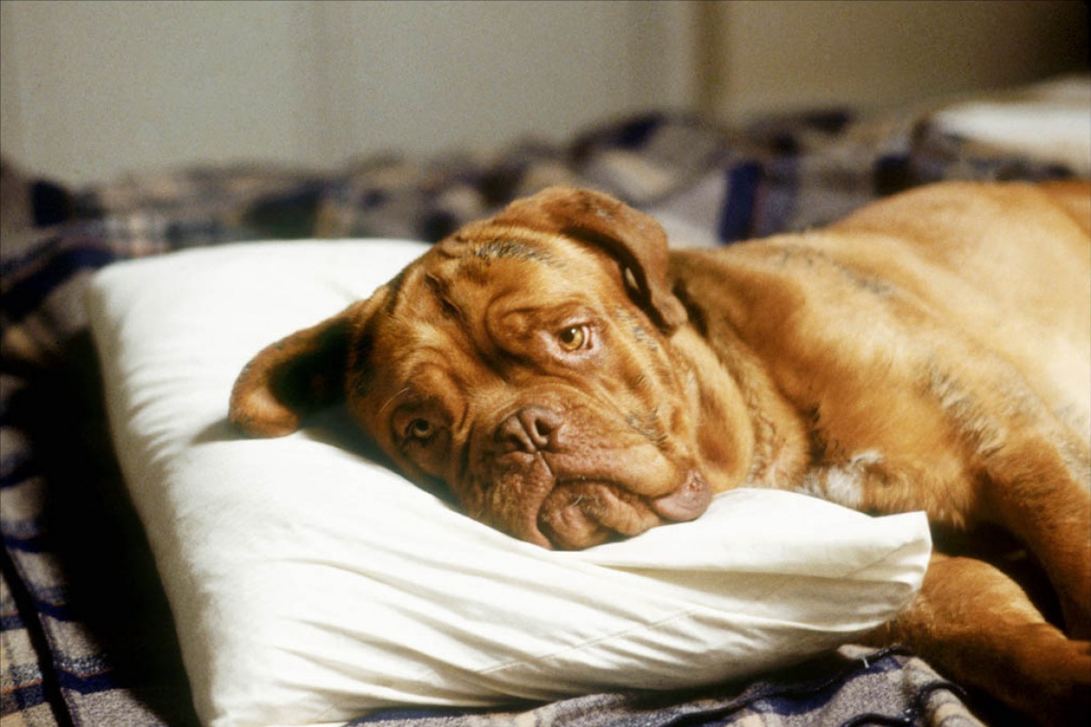 Turner Et Hooch Race Du Chien Waiching's Movie Thoughts & More : Retro Review: Turner & Hooch (1989)